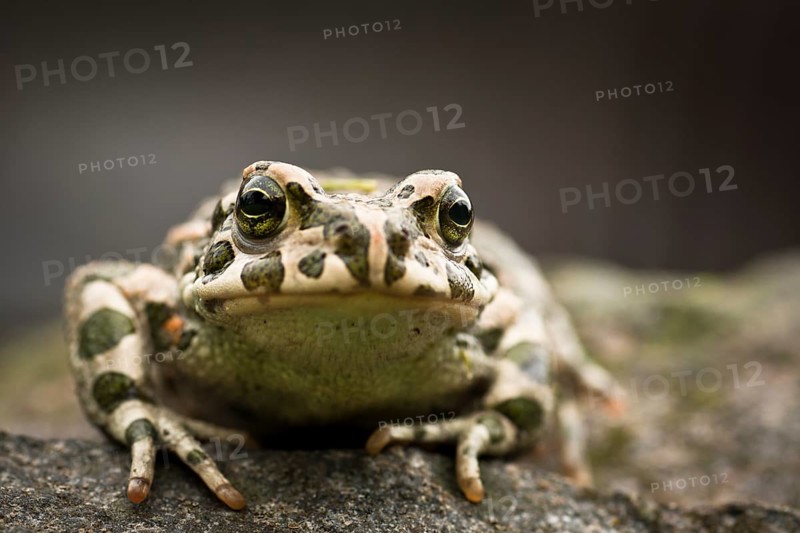 European Green Toad (Bufo viridis)