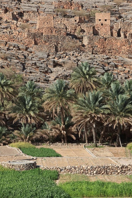 Oasis with date palms and green fields in front of the historic ruins of the village of Al Hajir