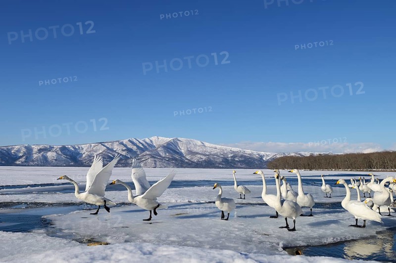Group of Whooper Swans (Cygnus cygnus)