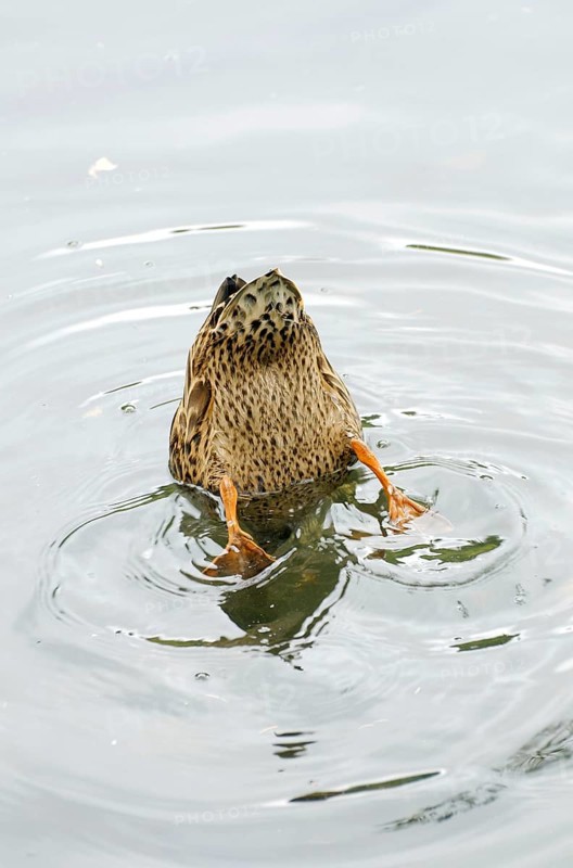 Duck