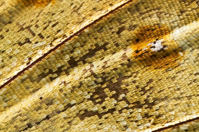 Scales of a butterfly's wing of the Meander Prepona (Archaeoprepona meander)