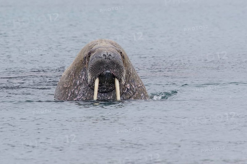 Walrus (Odobenus rosmarus)