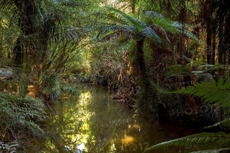 Jungle with Silver Ferns (Cyathea dealbata)
