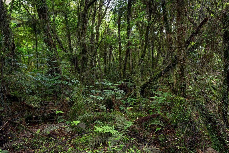 New Zealand jungle with Silver Ferns (Cyathea dealbata)