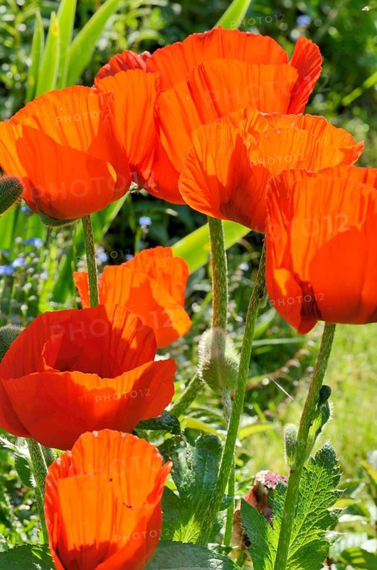 Oriental Poppy (Papaver orientale)
