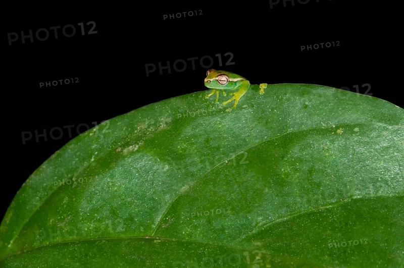 Young Orinoco Lime Tree Frog (Sphaenorhynchus lacteus) sitting on a leaf