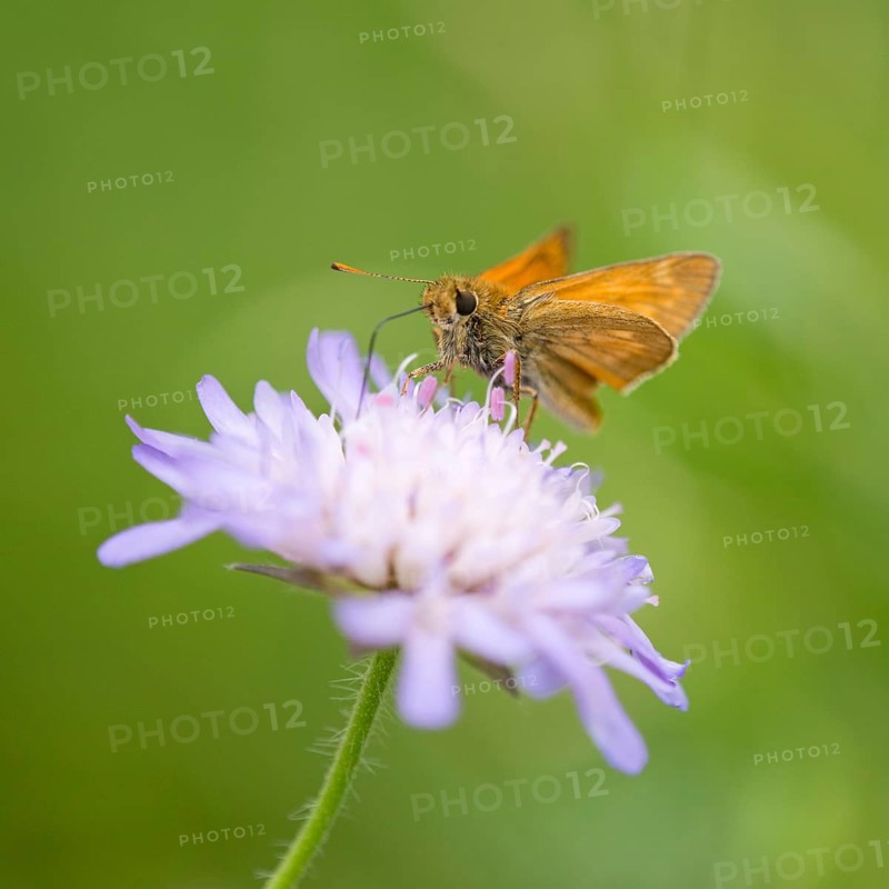 Large Skipper Butterfly (Ochlodes sylvanus