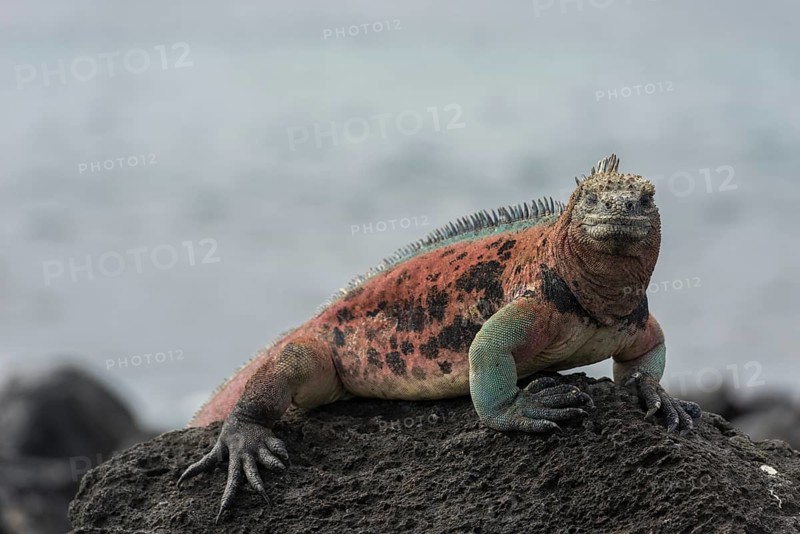 Marine Iguana (Amblyrhynchus cristatus)