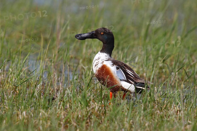 Northern Shoveler (Anas clypeata)