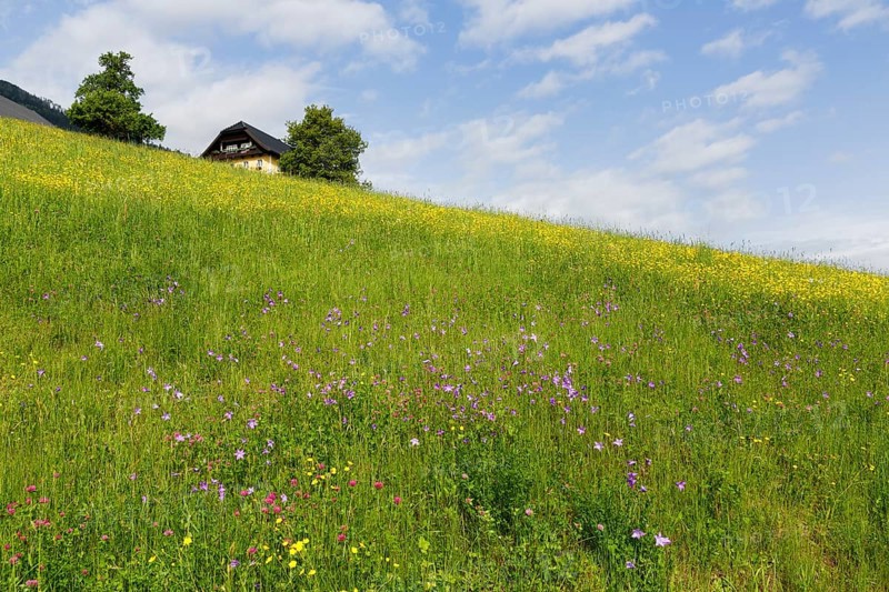 Flower meadow
