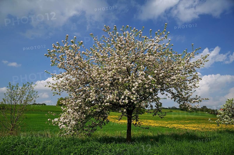 Blossoming Apple Tree (Malus domesticus) on a meadow