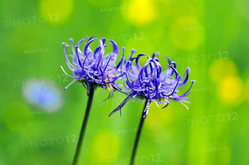 Round-headed Rampion or Pride of Sussex (Phyteuma orbiculare)