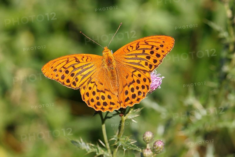 Silver-washed Fritillary (Argynnis paphia)