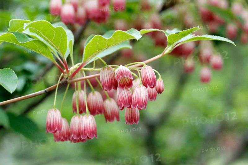 Redvein Enkianthus (Enkianthus campanulatus)