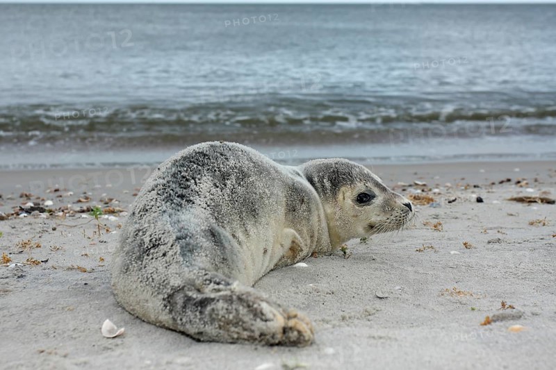 Harbour Seal (Phoca vitulina)
