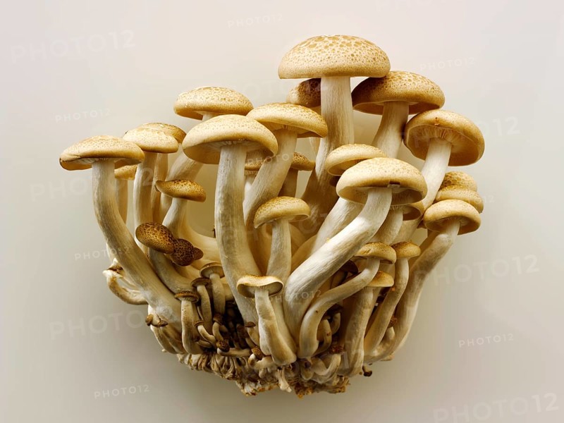 Organic Hon-Shimeji mushrooms (Lyophyllum shimeji)