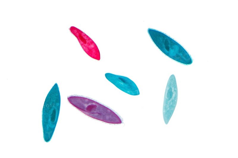Paramecium (Paramecium)