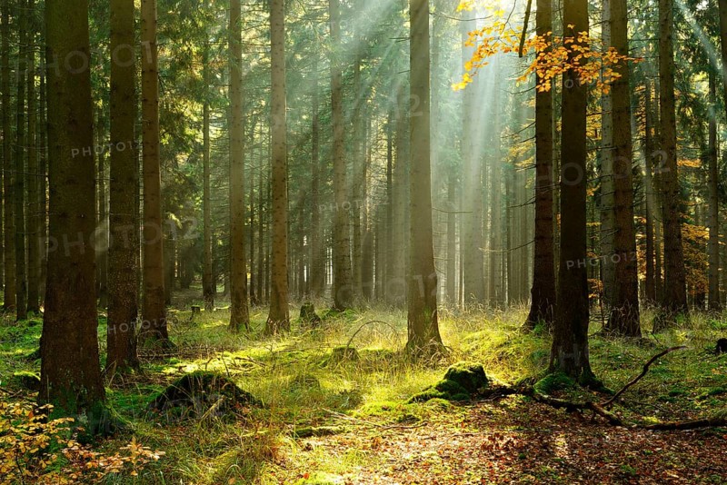 Light-flooded spruce forest in autumn