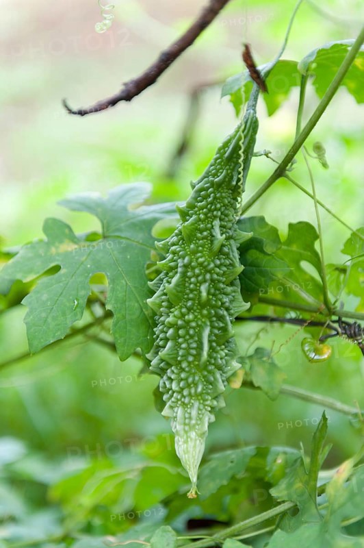 Bitter melon (Momordica charantia)