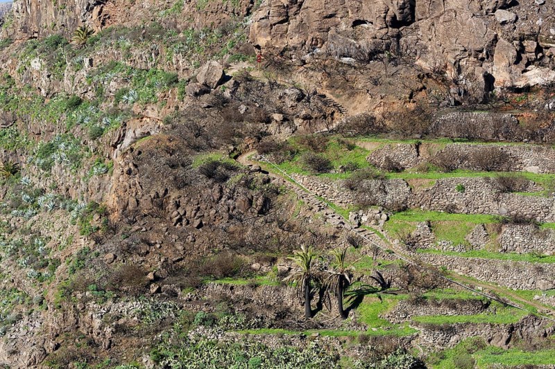 Partially burned mountainside