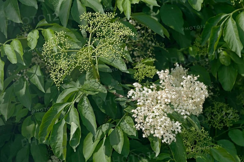 Inflorescence of Black Elder or Elderberry (Sambucus nigra)