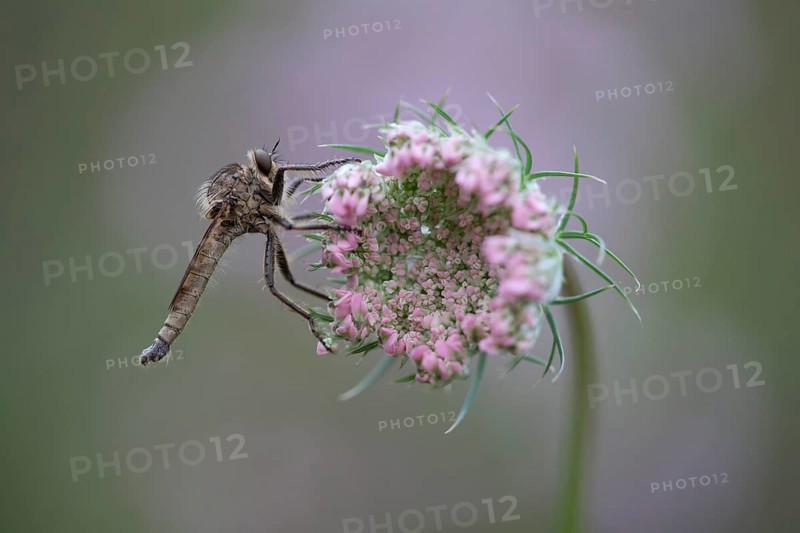 Robberfly (Machimus rusticus)