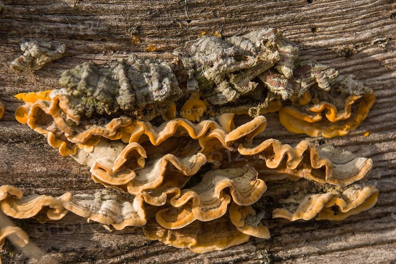 Hairy Curtain Crust (Stereum hirsutum)