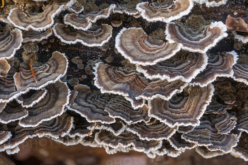 Turkey Tail (Trametes versicolor) on the trunk of a beech