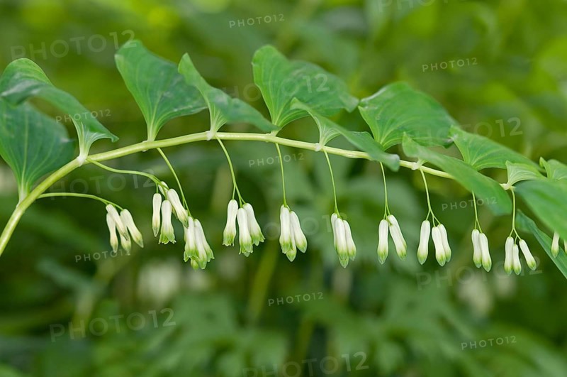 Solomon's Seal