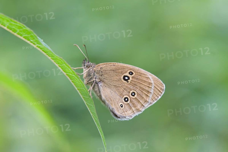 Ringlet butterfly (Aphantopus hyperantus)