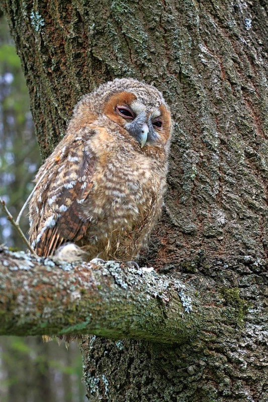 Young Tawny Owl or Brown Owl (Strix aluco) perched on a tree