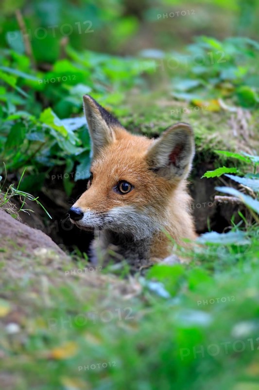 Red Fox (Vulpes vulpes)