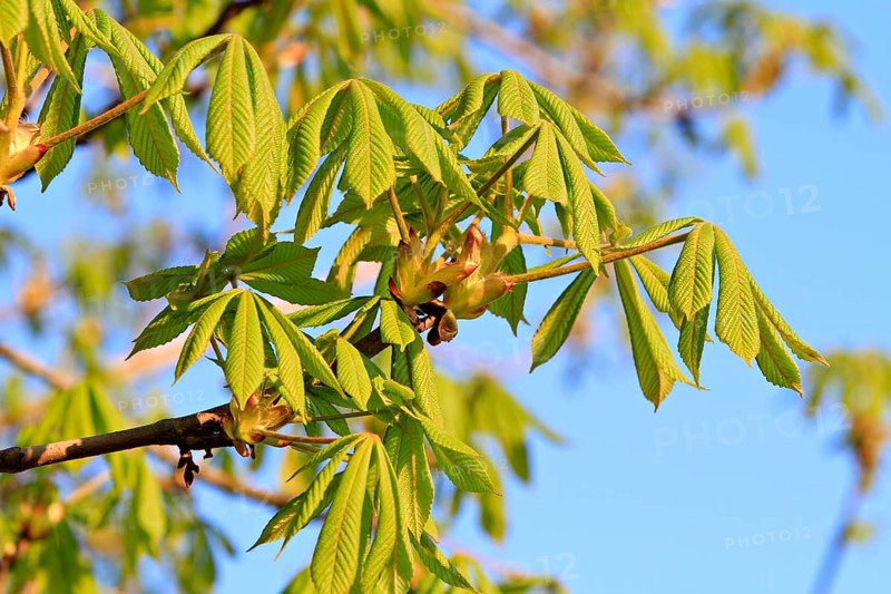 Horse Chestnut (Aesculus hippocastanum)