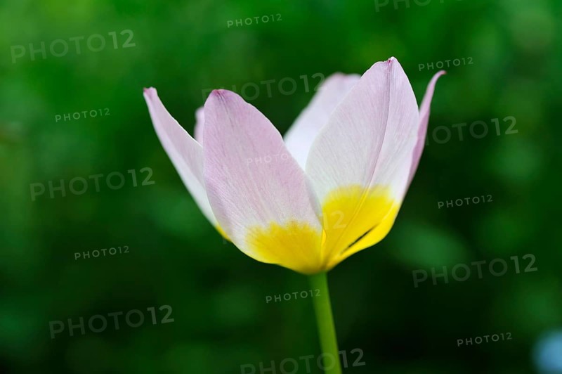 Cretan tulip (Tulipa saxatilis)