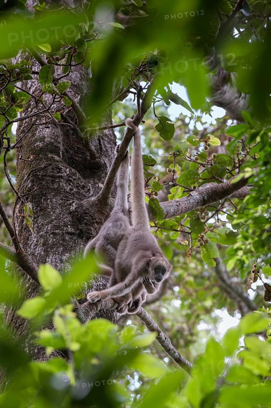 Northern Muriqui (Brachyteles hypoxanthus)
