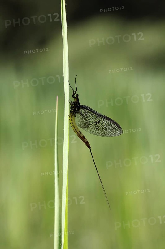 Mayfly or Shadfly (Ephemeroptera)