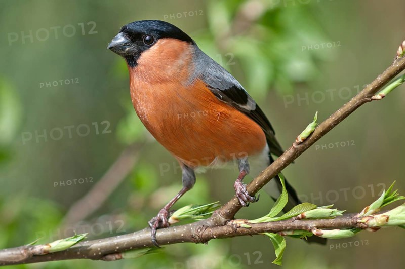 Bullfinch (Pyrrhula pyrrhula)