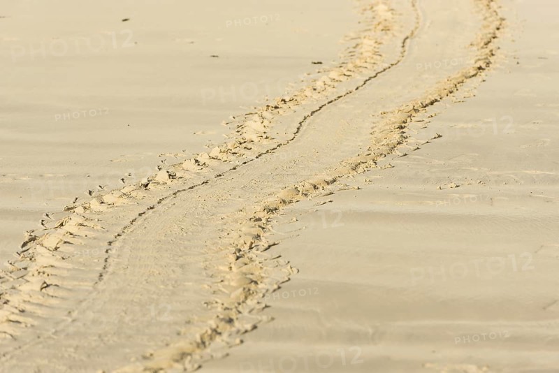 Tracks of a Green Sea Turtle or Pacific Green Turtle (Chelonia mydas japonica) on the beach