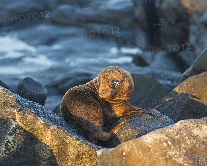 Young Galapagos Sea Lion (Zalophus wollebaeki)