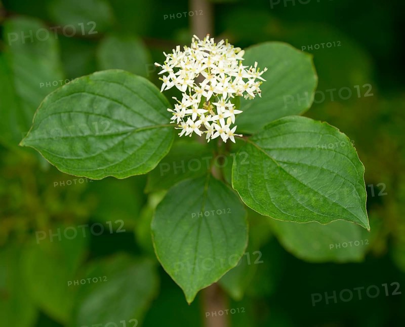 Common Dogwood (Cornus sanguinea)