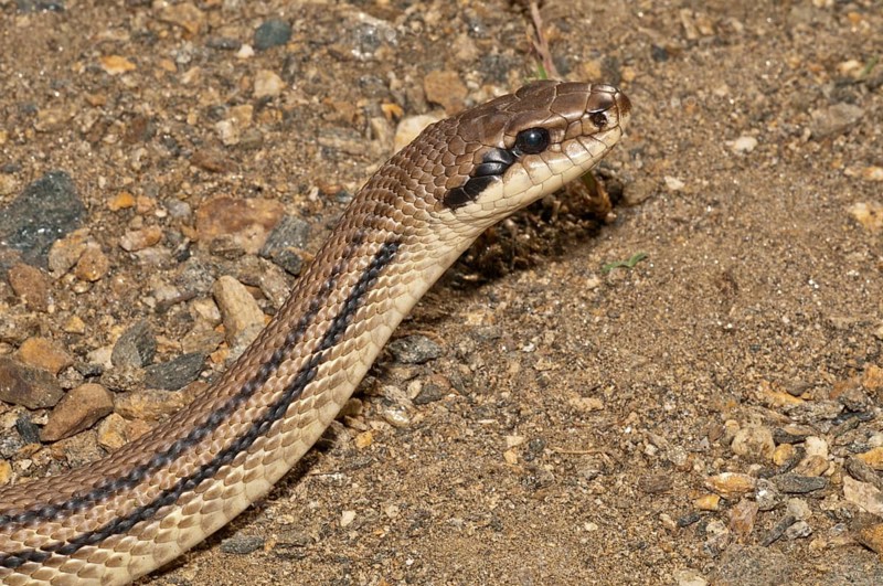 Four-lined Snake (Elaphe quatorlineata)