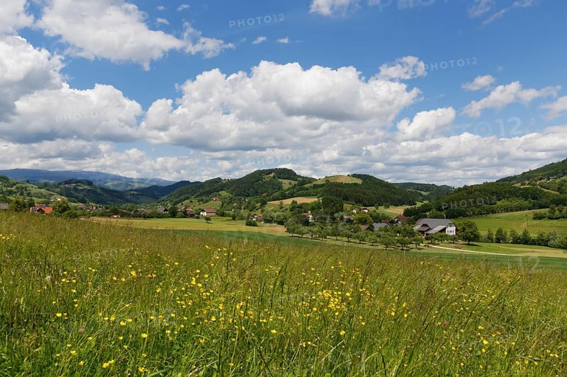 Spring meadow