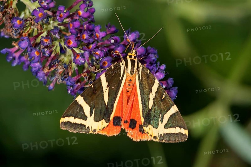 Jersey Tiger (Euplagia quadripunctaria) sucking nectar from Buddleja