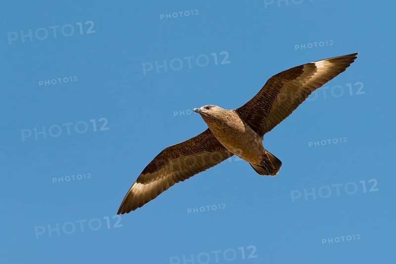 Skua (Stercorarius skua) in flight