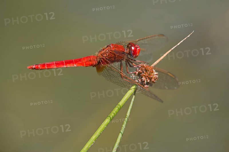 Scarlet Dragonfly (Crocothemis erythraea)