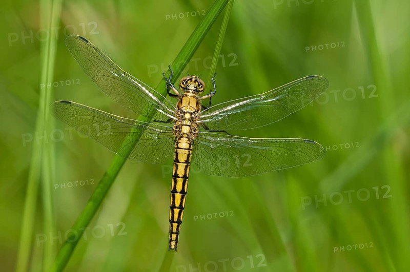 Black-tailed Skimmer (Orthetrum cancellatum)