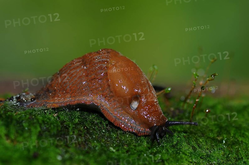 Dusky Arion slug (Arion fuscus) on moss