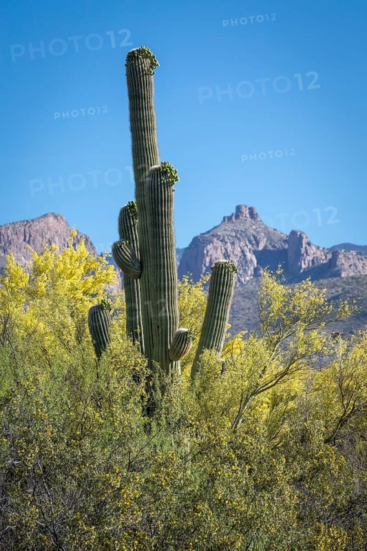 Huge Saguaro (Carnegiea gigantea) between bushes