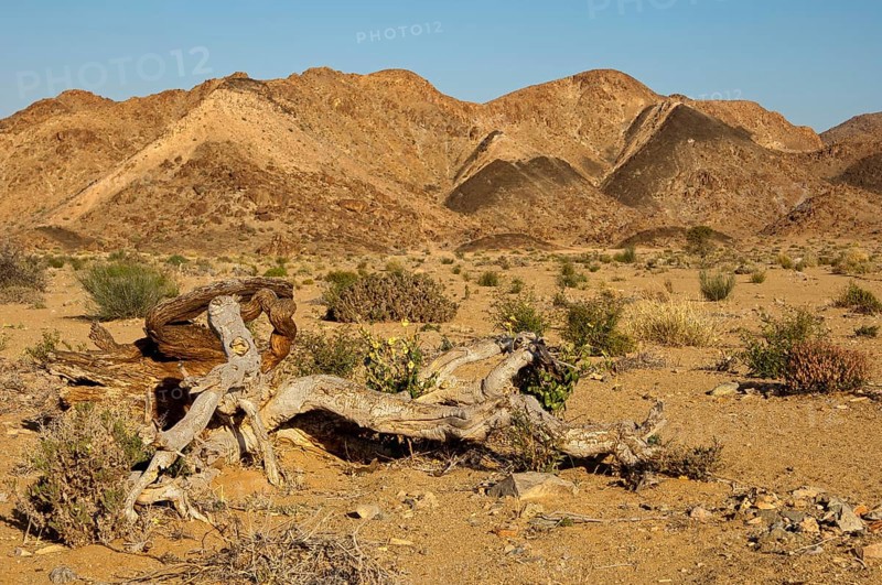Dead Shepherds tree (Boscia) is located in the mountainous