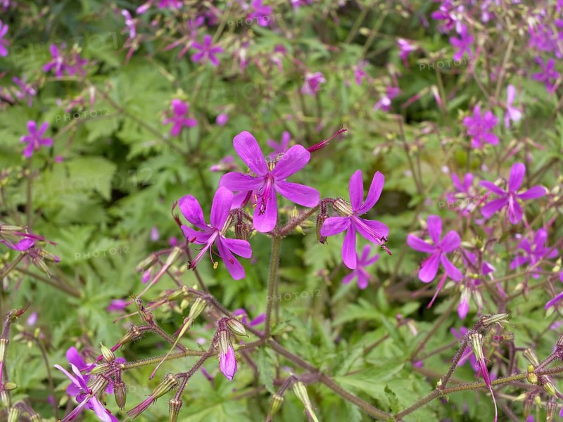 Canary Islands Geranium (Geranium canariense)